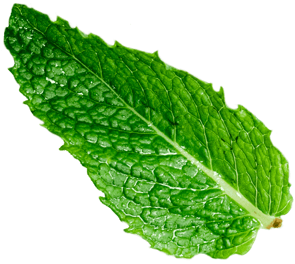 mint-leaf-home