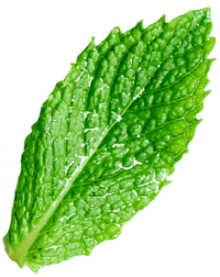 herbal_mint-savashairsalon savas-salon-mint